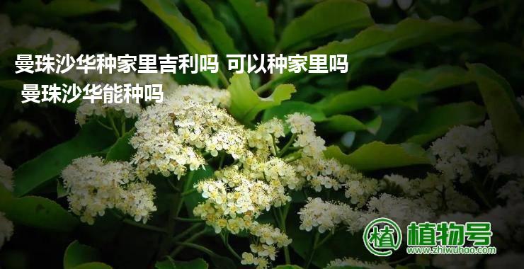 曼珠沙华种家里吉利吗 可以种家里吗 曼珠沙华能种吗