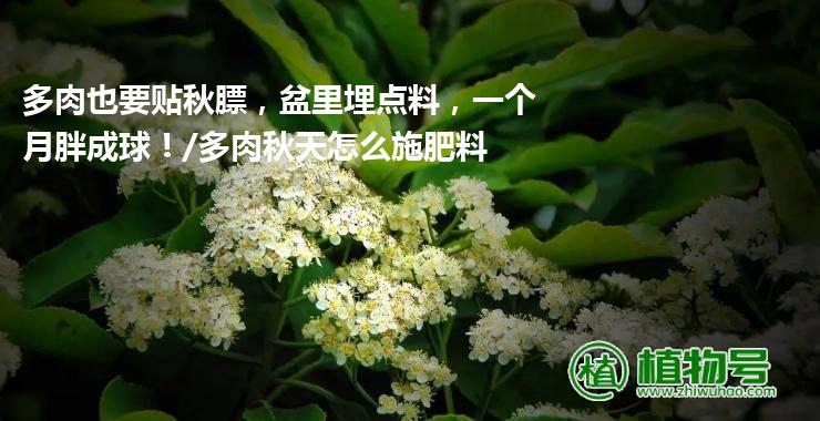 多肉也要贴秋膘，盆里埋点料，一个月胖成球！/多肉秋天怎么施肥料