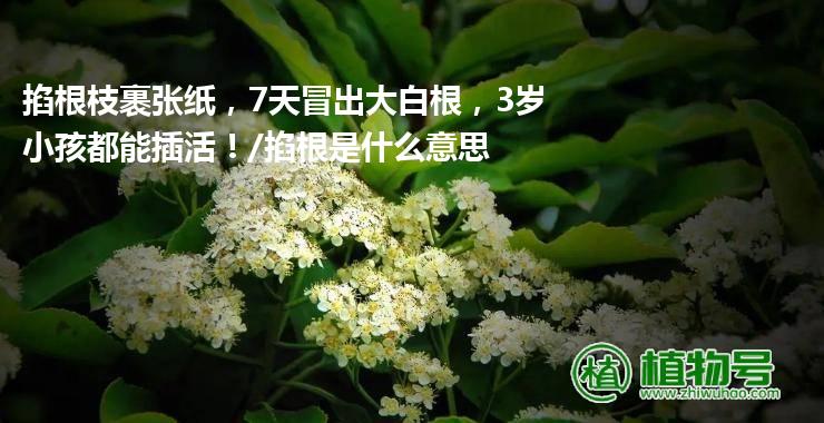 掐根枝裹张纸，7天冒出大白根，3岁小孩都能插活！/掐根是什么意思