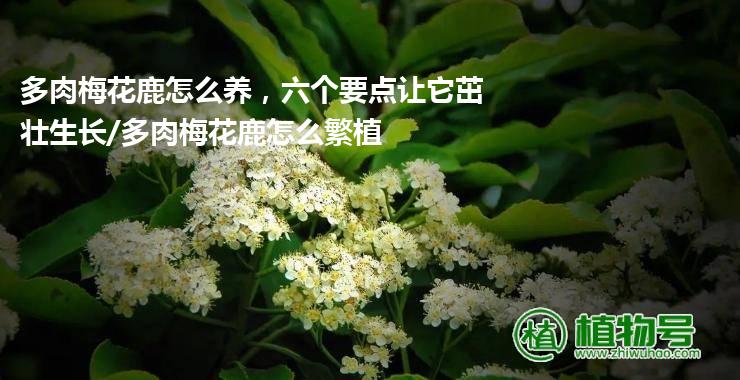 多肉梅花鹿怎么养，六个要点让它茁壮生长/多肉梅花鹿怎么繁植