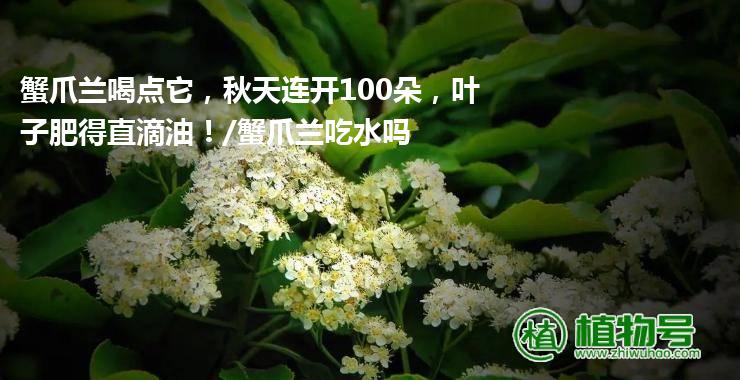 蟹爪兰喝点它，秋天连开100朵，叶子肥得直滴油！/蟹爪兰吃水吗