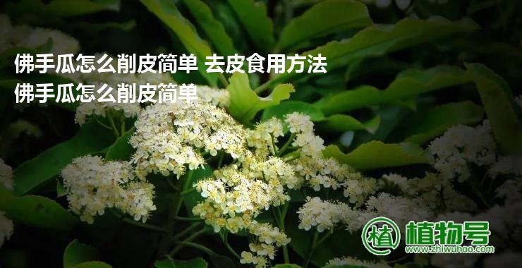 佛手瓜怎么削皮简单 去皮食用方法 佛手瓜怎么削皮简单