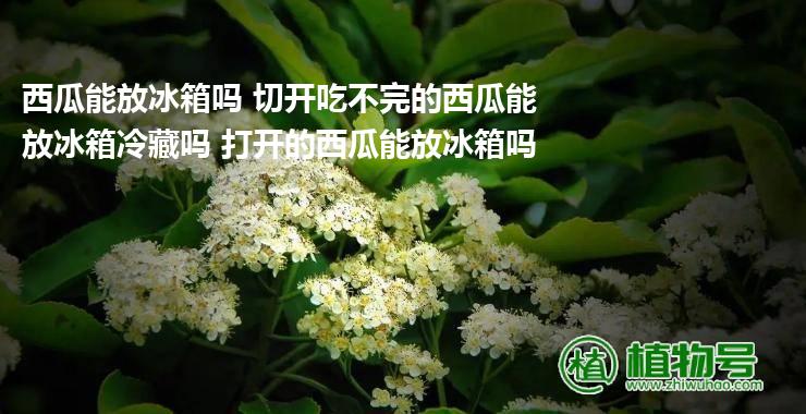 西瓜能放冰箱吗 切开吃不完的西瓜能放冰箱冷藏吗 打开的西瓜能放冰箱吗