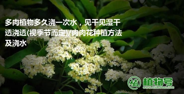 多肉植物多久浇一次水，见干见湿干透浇透(视季节而定)/肉肉花种植方法及浇水