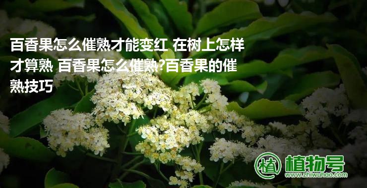 百香果怎么催熟才能变红 在树上怎样才算熟 百香果怎么催熟?百香果的催熟技巧