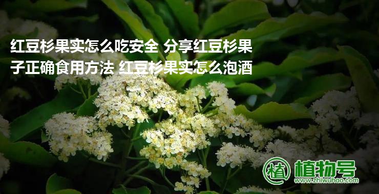 红豆杉果实怎么吃安全 分享红豆杉果子正确食用方法 红豆杉果实怎么泡酒