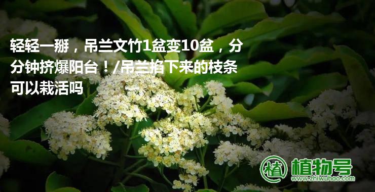 轻轻一掰，吊兰文竹1盆变10盆，分分钟挤爆阳台！/吊兰掐下来的枝条可以栽活吗