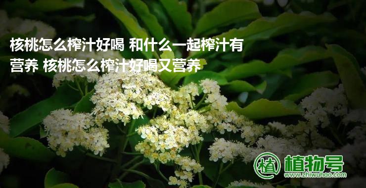 核桃怎么榨汁好喝 和什么一起榨汁有营养 核桃怎么榨汁好喝又营养