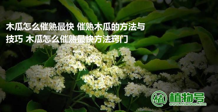 木瓜怎么催熟最快 催熟木瓜的方法与技巧 木瓜怎么催熟最快方法窍门