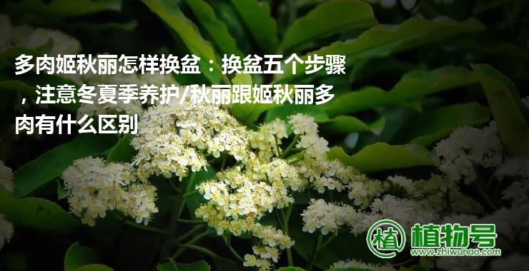 多肉姬秋丽怎样换盆：换盆五个步骤，注意冬夏季养护/秋丽跟姬秋丽多肉有什么区别