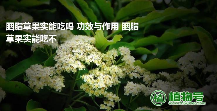 胭脂草果实能吃吗 功效与作用 胭脂草果实能吃不