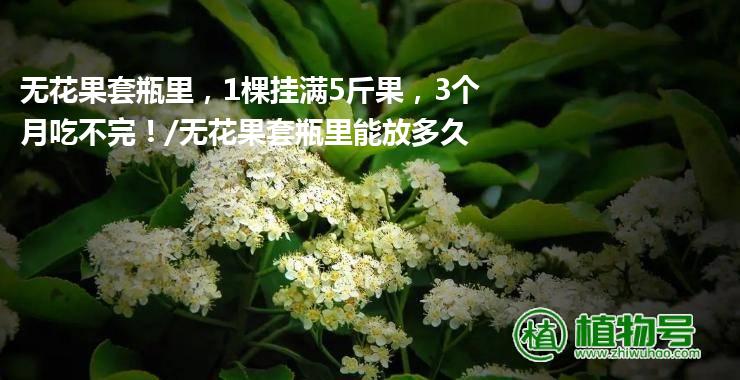 无花果套瓶里，1棵挂满5斤果，3个月吃不完！/无花果套瓶里能放多久