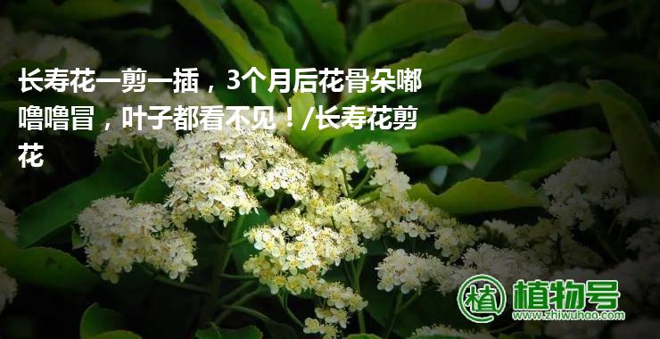 长寿花一剪一插，3个月后花骨朵嘟噜噜冒，叶子都看不见！/长寿花剪花