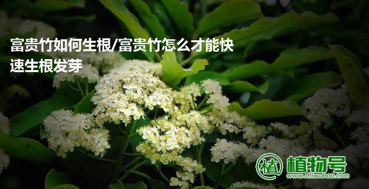 富贵竹如何生根/富贵竹怎么才能快速生根发芽