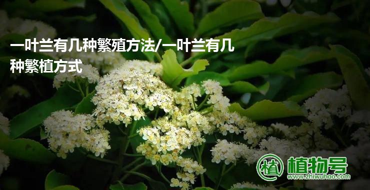 一叶兰有几种繁殖方法/一叶兰有几种繁植方式