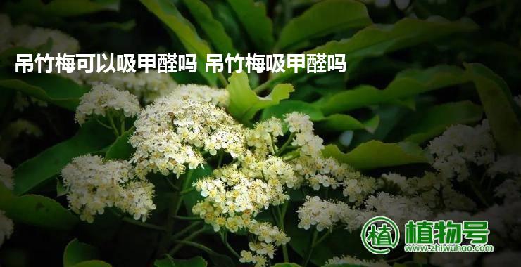 吊竹梅可以吸甲醛吗 吊竹梅吸甲醛吗