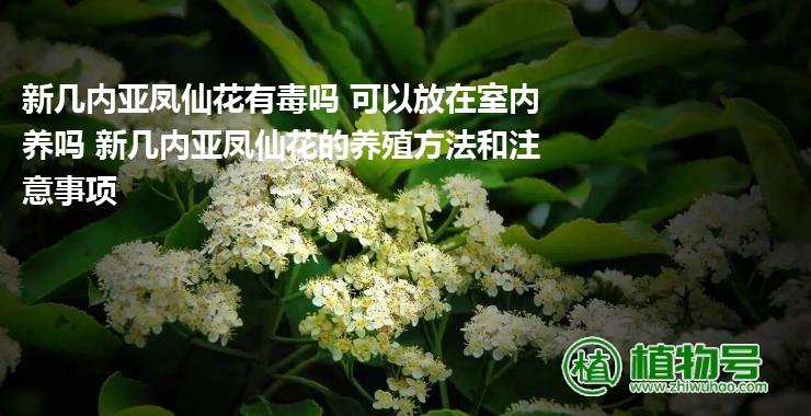 新几内亚凤仙花有毒吗 可以放在室内养吗 新几内亚凤仙花的养殖方法和注意事项