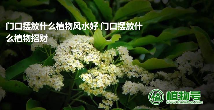 门口摆放什么植物风水好 门口摆放什么植物招财