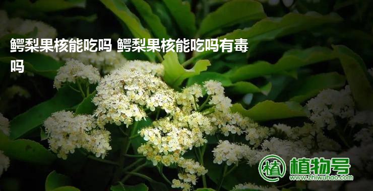 鳄梨果核能吃吗 鳄梨果核能吃吗有毒吗