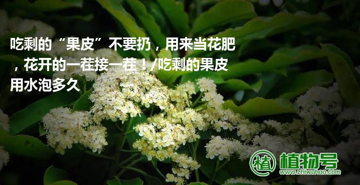 吃剩的“果皮”不要扔，用来当花肥，花开的一茬接一茬！/吃剩的果皮用水泡多久