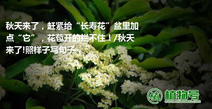 秋天来了，赶紧给“长寿花”盆里加点“它”，花苞开的拦不住！/秋天来了!照样子写句子