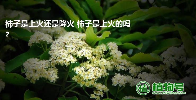 柿子是上火还是降火 柿子是上火的吗?