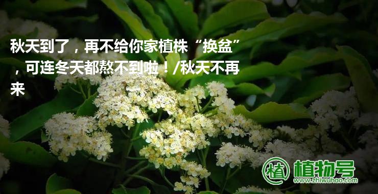 秋天到了，再不给你家植株“换盆”，可连冬天都熬不到啦！/秋天不再来