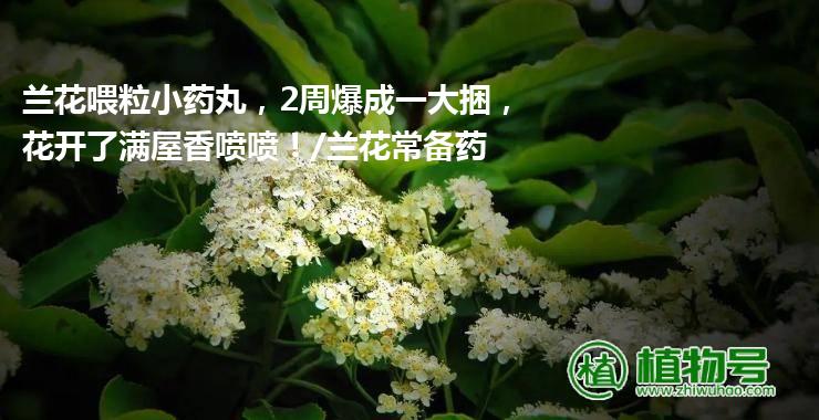 兰花喂粒小药丸，2周爆成一大捆，花开了满屋香喷喷！/兰花常备药