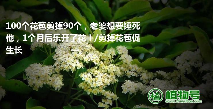 100个花苞剪掉90个，老婆想要锤死他，1个月后乐开了花！/剪掉花苞促生长