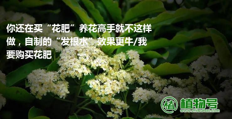 你还在买“花肥”养花高手就不这样做，自制的“发根水”效果更牛/我要购买花肥