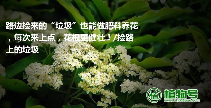 路边捡来的“垃圾”也能做肥料养花，每次来上点，花根更健壮！/捡路上的垃圾