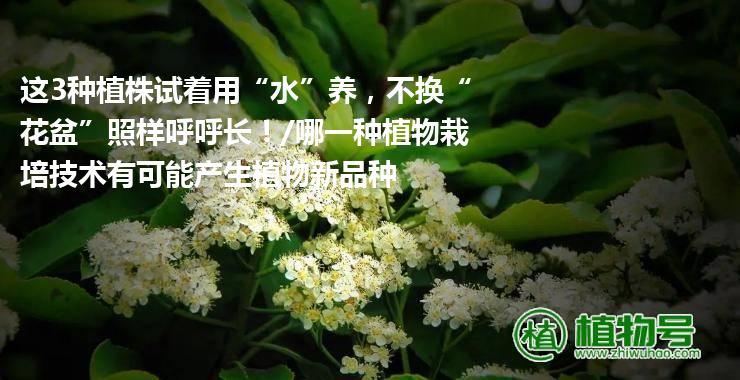 这3种植株试着用“水”养，不换“花盆”照样呼呼长！/哪一种植物栽培技术有可能产生植物新品种