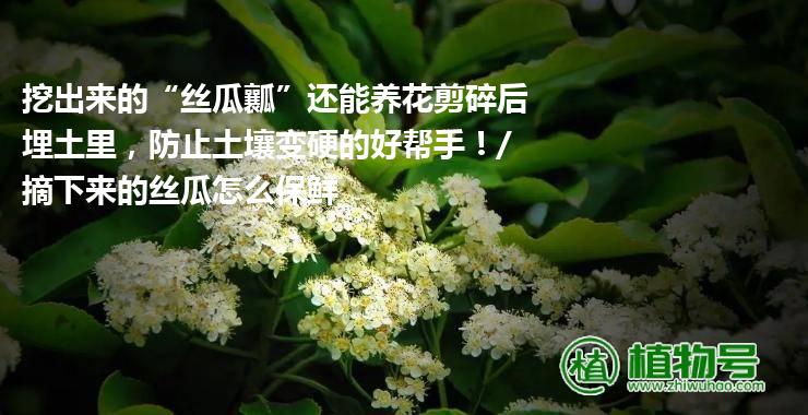 挖出来的“丝瓜瓤”还能养花剪碎后埋土里，防止土壤变硬的好帮手！/摘下来的丝瓜怎么保鲜