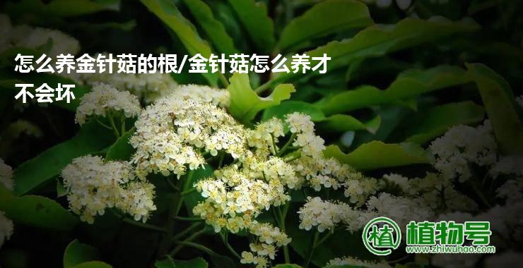 怎么养金针菇的根/金针菇怎么养才不会坏