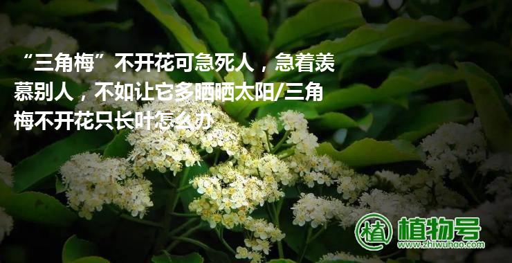 “三角梅”不开花可急死人，急着羡慕别人，不如让它多晒晒太阳/三角梅不开花只长叶怎么办