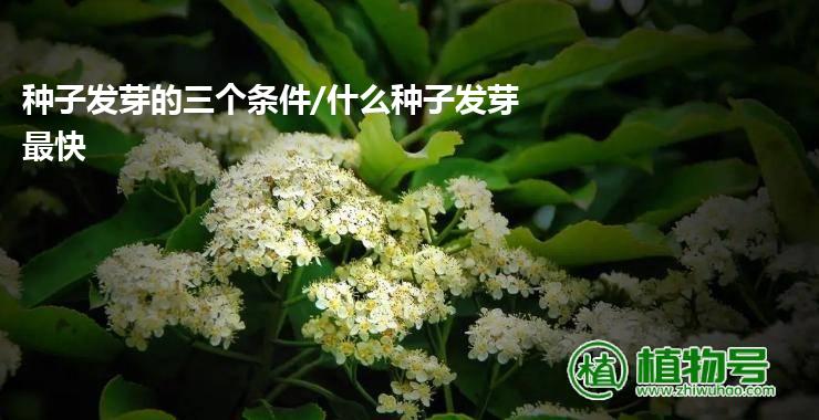 种子发芽的三个条件/什么种子发芽最快