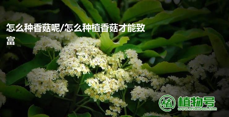 怎么种香菇呢/怎么种植香菇才能致富