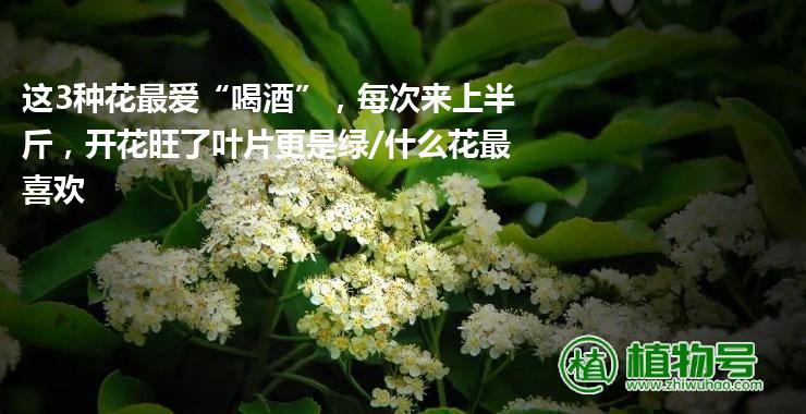 这3种花最爱“喝酒”，每次来上半斤，开花旺了叶片更是绿/什么花最喜欢