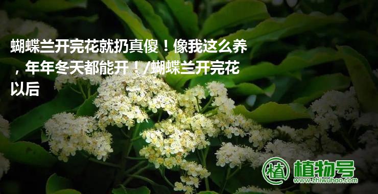 蝴蝶兰开完花就扔真傻！像我这么养，年年冬天都能开！/蝴蝶兰开完花以后