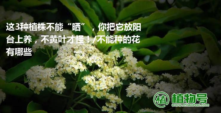 这3种植株不能“晒”，你把它放阳台上养，不黄叶才怪！/不能种的花有哪些