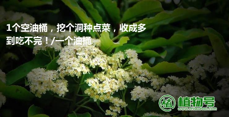 1个空油桶，挖个洞种点菜，收成多到吃不完！/一个油桶