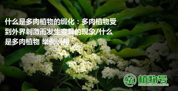 什么是多肉植物的缀化：多肉植物受到外界刺激而发生变异的现象/什么是多肉植物 举例说明