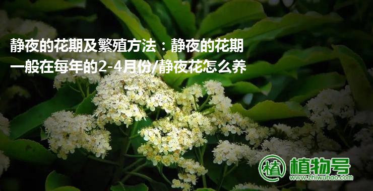 静夜的花期及繁殖方法：静夜的花期一般在每年的2-4月份/静夜花怎么养