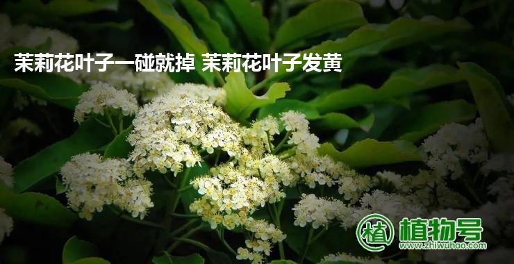 茉莉花叶子一碰就掉 茉莉花叶子发黄