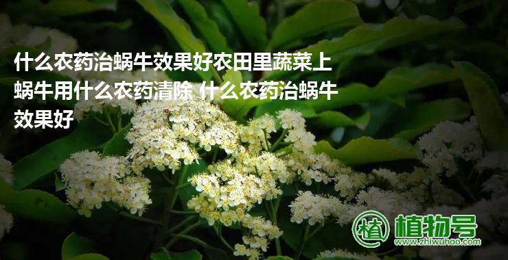 什么农药治蜗牛效果好农田里蔬菜上蜗牛用什么农药清除 什么农药治蜗牛效果好