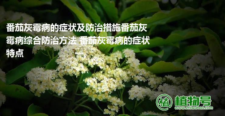 番茄灰霉病的症状及防治措施番茄灰霉病综合防治方法 番茄灰霉病的症状特点