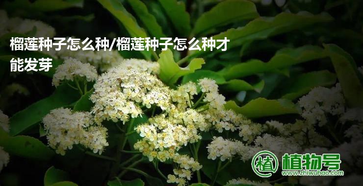 榴莲种子怎么种/榴莲种子怎么种才能发芽