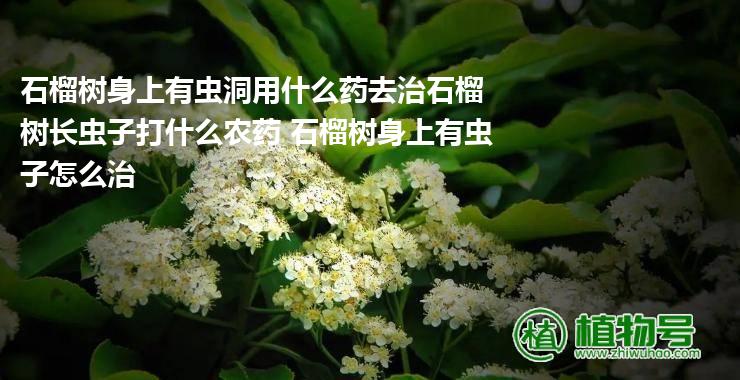 石榴树身上有虫洞用什么药去治石榴树长虫子打什么农药 石榴树身上有虫子怎么治