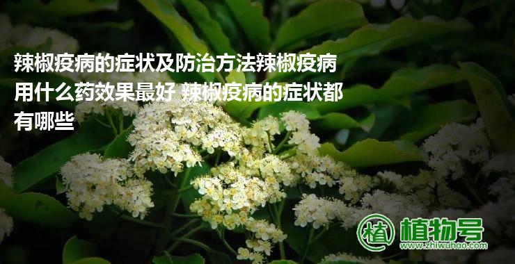 辣椒疫病的症状及防治方法辣椒疫病用什么药效果最好 辣椒疫病的症状都有哪些