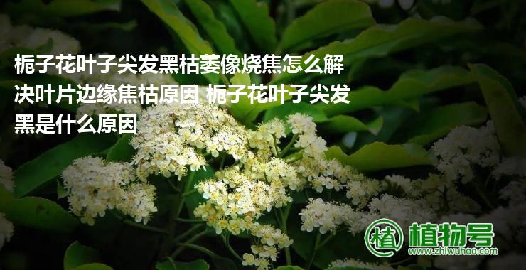 栀子花叶子尖发黑枯萎像烧焦怎么解决叶片边缘焦枯原因 栀子花叶子尖发黑是什么原因